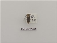 藏品(矢野矢尾天牛)的圖片